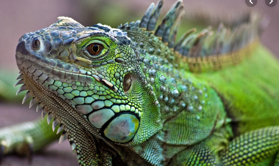 Police search for owners of caged lizards found on Massachusetts street: ‘This is not a misprint’