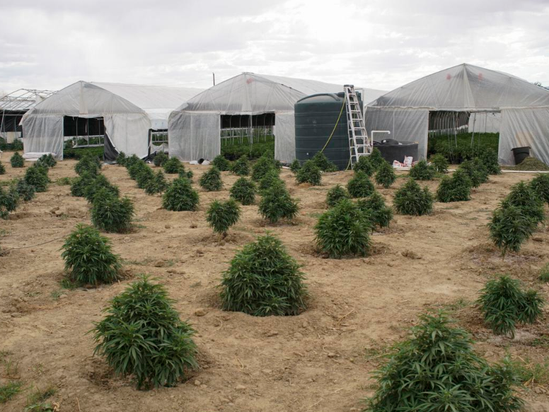 San Juan County’s biggest pot bust ‘only a fraction’ of growing on Navajo Nation